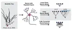 Might a Single Neuron Solve Interesting Machine Learning Problems Through Successive Computations on Its Dendritic Tree?